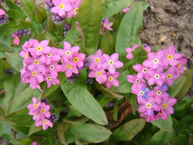 Myosotis alpestris 'Rosylva'